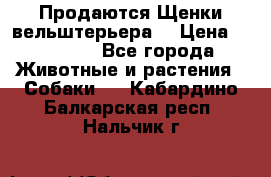 Продаются Щенки вельштерьера  › Цена ­ 27 000 - Все города Животные и растения » Собаки   . Кабардино-Балкарская респ.,Нальчик г.